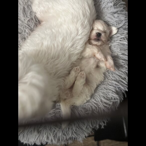 Maltese - Dogs