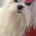 Maltese