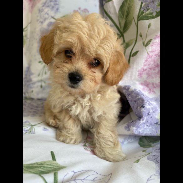 Maltipoo - Dogs