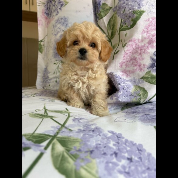 Maltipoo - Dogs