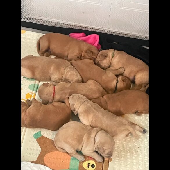 Golden Retriever - Both