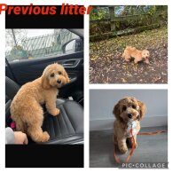 Cavachon - Both