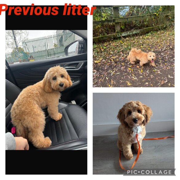 Cavachon - Both