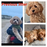 Cavachon - Both