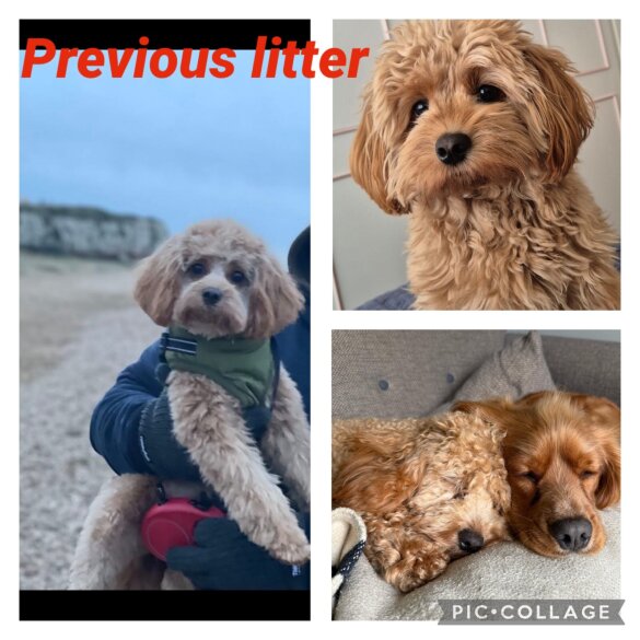 Cavachon - Both
