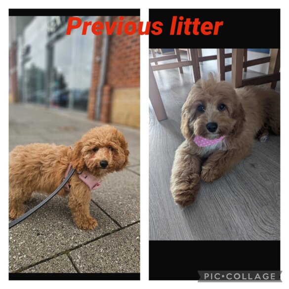 Cavachon - Both