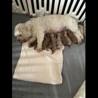 Cavachon - Both