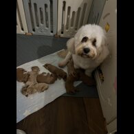Cavachon - Both