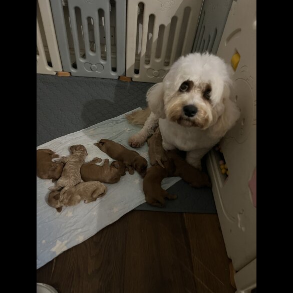 Cavachon - Both