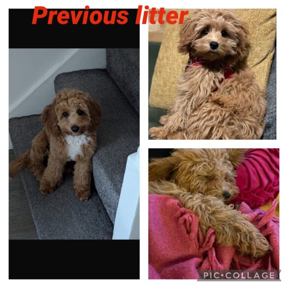 Cavachon - Both