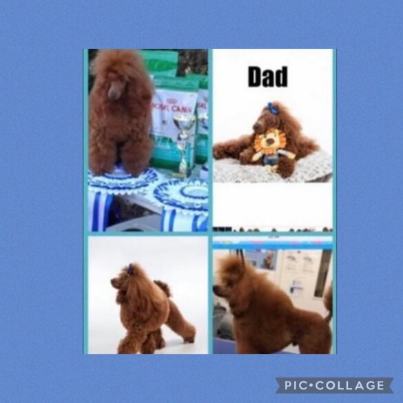 Cavachon - Both
