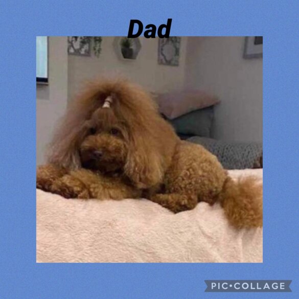 Cavachon - Both