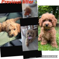 Cavachon - Both