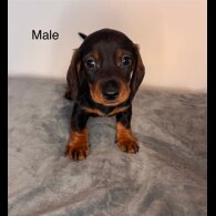 Dachshund (Standard &amp; Miniature) - Dogs