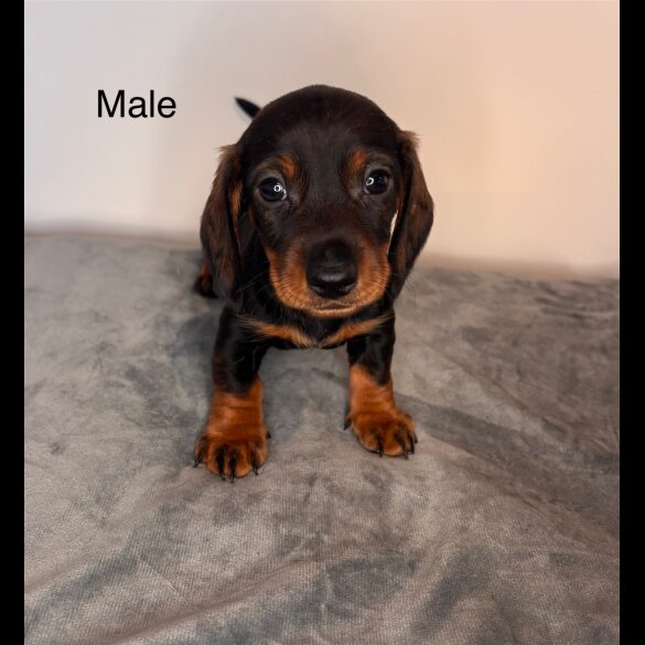 Dachshund (Standard &amp; Miniature) - Dogs