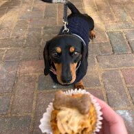 Dachshund (Standard &amp; Miniature) - Dogs