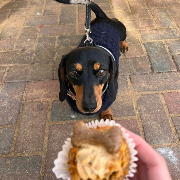 Dachshund (Standard &amp; Miniature) - Dogs