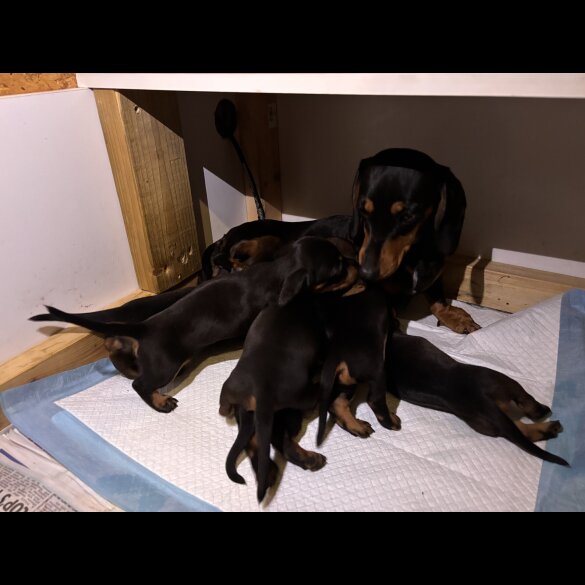 Dachshund (Standard &amp; Miniature) - Dogs