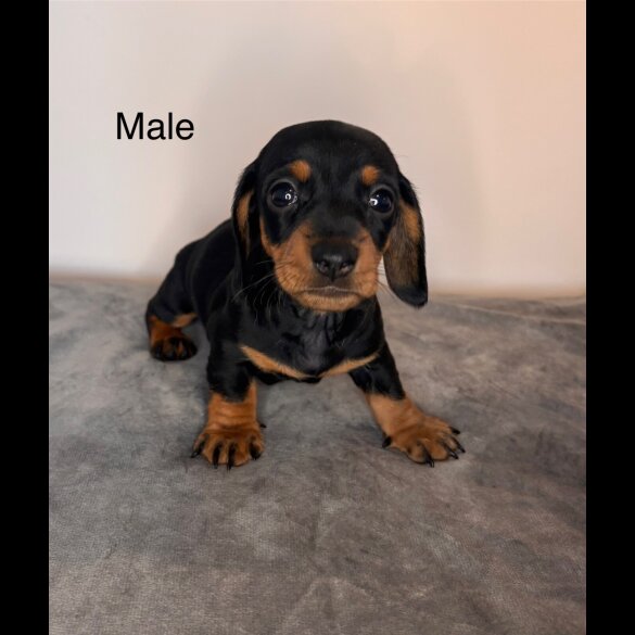Dachshund (Standard &amp; Miniature) - Dogs