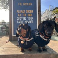 Dachshund (Standard &amp; Miniature) - Dogs