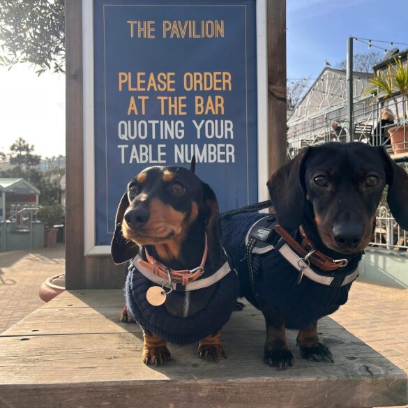 Dachshund (Standard &amp; Miniature) - Dogs