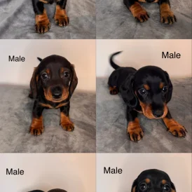 Dachshund (Standard &amp; Miniature) - Both