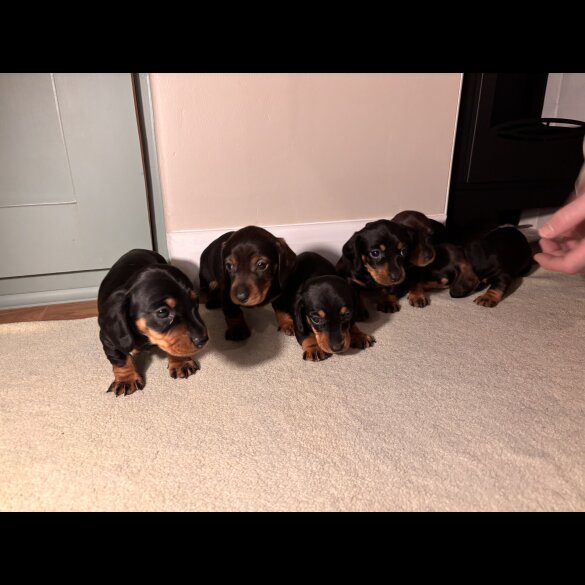 Dachshund (Standard &amp; Miniature) - Dogs