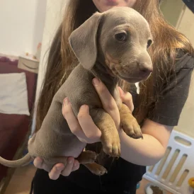 Dachshund (Standard &amp; Miniature) - Both