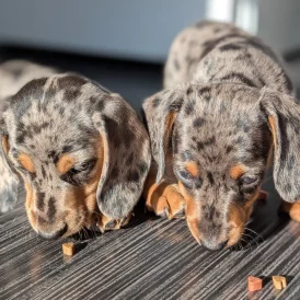 Dachshund (Standard &amp; Miniature) - Both