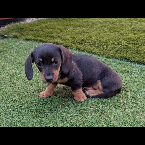 Dachshund (Standard &amp; Miniature) - Both