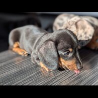 Dachshund (Standard &amp; Miniature) - Both