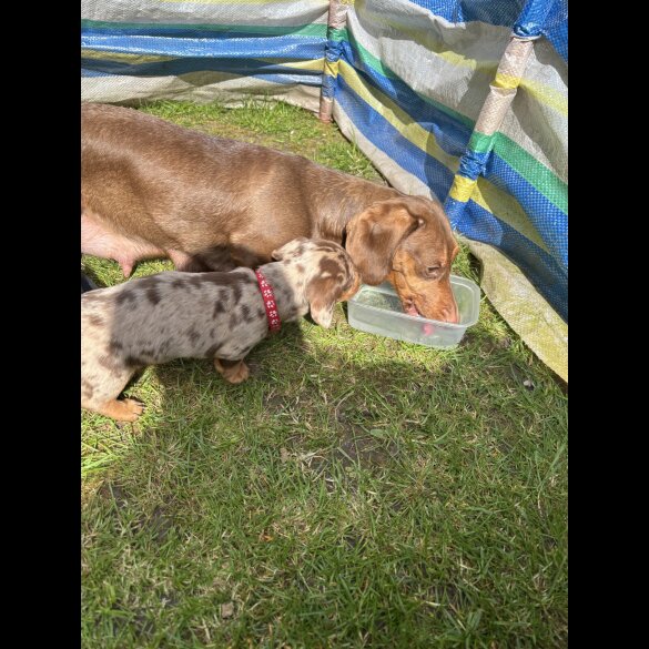 Dachshund (Standard &amp; Miniature) - Both