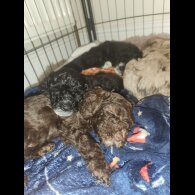 Miniature Poodle - Both