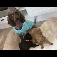 Toy Poodle - Bitches