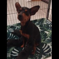Miniature Pinscher - Both