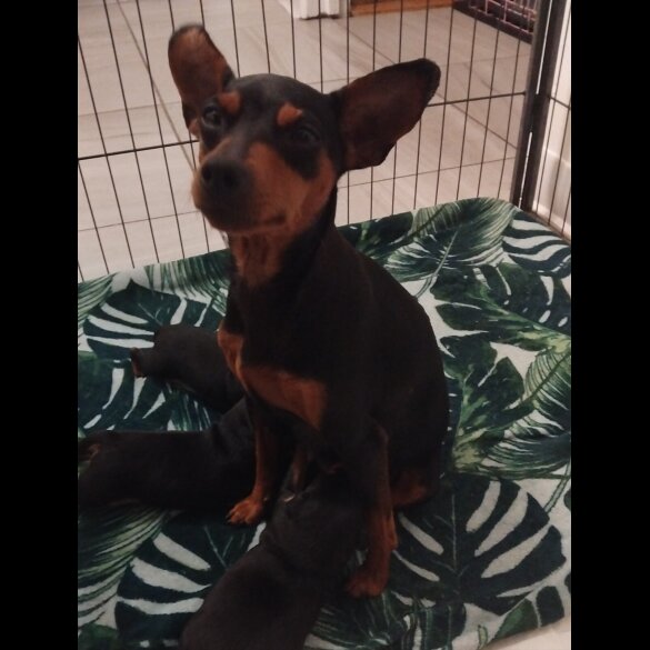 Miniature Pinscher - Both