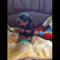 Miniature Pinscher - Both