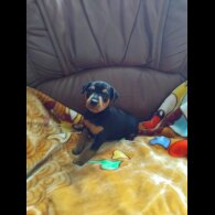 Miniature Pinscher - Both