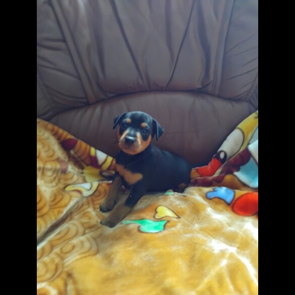 Miniature Pinscher - Both