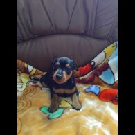Miniature Pinscher - Both