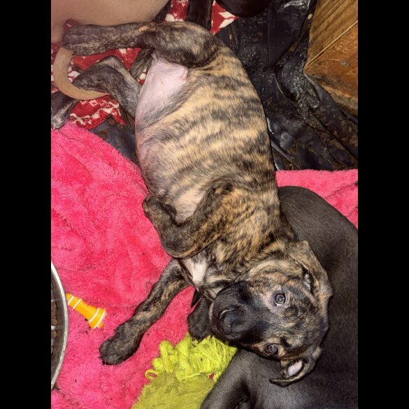 Mixed Breed - Both