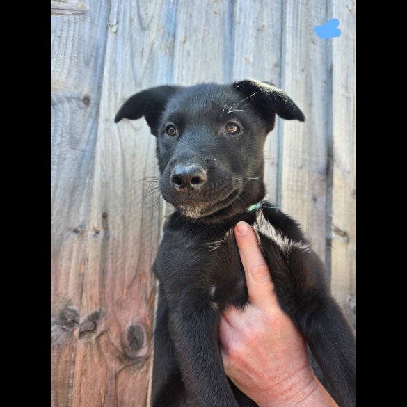Mixed Breed - Both