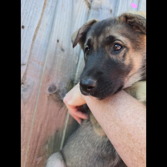 Mixed Breed - Both