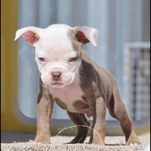 Dorset Olde Tyme Bulldogge - Both