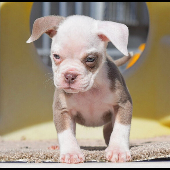 Dorset Olde Tyme Bulldogge - Both