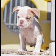 Dorset Olde Tyme Bulldogge - Both