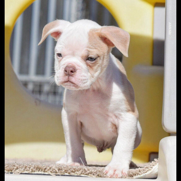 Dorset Olde Tyme Bulldogge - Both