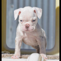 Dorset Olde Tyme Bulldogge - Both