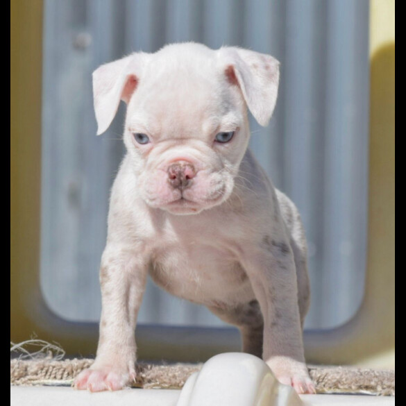 Dorset Olde Tyme Bulldogge - Both