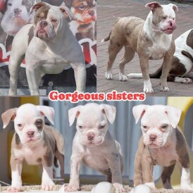 Dorset Olde Tyme Bulldogge - Both